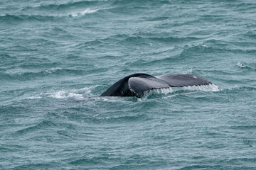 Naklejka premium humpback whale tale above the water photograph