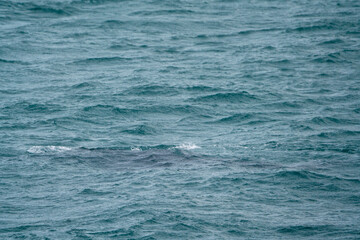 Sea with a whale underwater