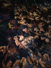autumn leaves on water