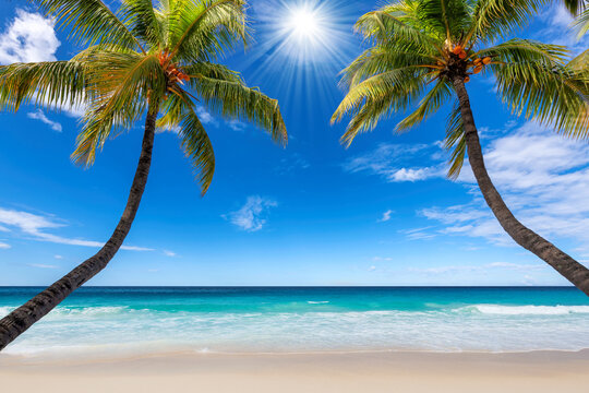 Sunny tropical beach. The palm trees in tropical beach. Summer vacation and tropical beach background concept.