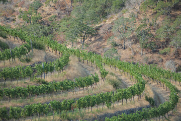 Vineyard terraces