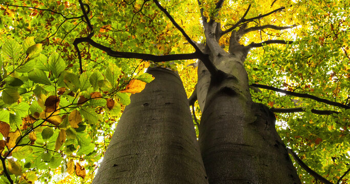 Image of close up of tree trunks over leaves