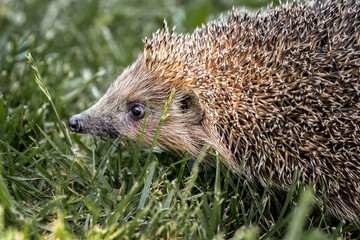 Cute hedgehog walking on the green grass in the garden.