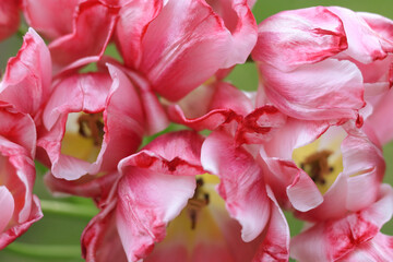 Beautiful red Tulips flowers close up. Bunch of fresh spring red  tulips . Spring season concept. Banner. Tulip petals close up. Fresh spring flower. Valentine's Day. Birthday. Wedding. Tulip bud