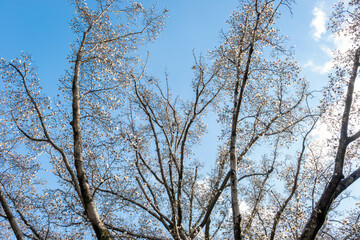 コブシ（マグノリア）の花と大きな木