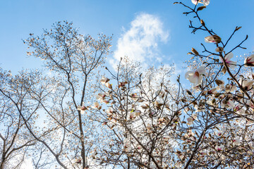 コブシ（マグノリア）の花と大きな木
