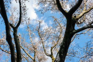 コブシ（マグノリア）の花と大きな木