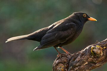 Amsel male