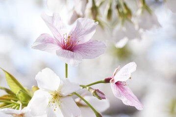 Cherry blossoms in full bloom in the park.
Spring sight of Japan. Seasonal background material.