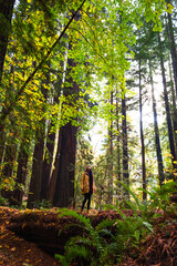 Female hiker exploring the Humboldt Redwood Forest State Park in Autumn