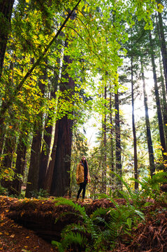 Female hiker exploring the Humboldt Redwood Forest State Park in Autumn © Victoria Nefedova
