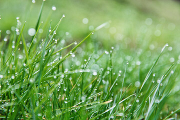 Fresh green grass with dew drops during spring