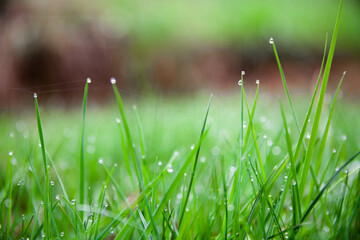 Fresh green grass with dew drops during spring