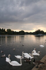 swans on the lake in Hyde