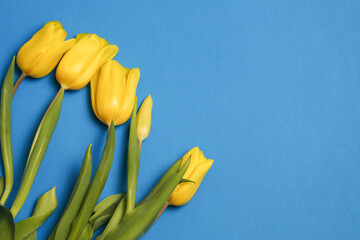 Naklejka premium Bouquet of yellow tulips on a blue background