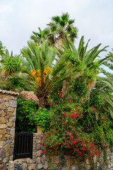 Trees and flowers in Canarian old town Betancuria on Fuerteventura island, winter in Spain