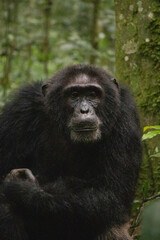 A Chimpanzee is having a good time in the forest