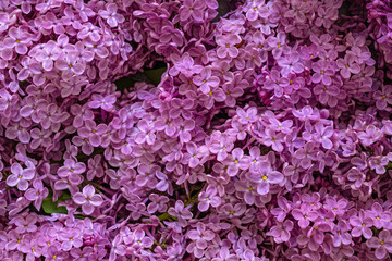 lilac flowers close up, top view