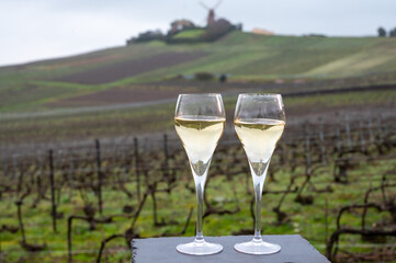 Tasting of brut champagne sparkling wine outdoor with view on pinot noir gran cru vineyards of famous champagne houses in Montagne de Reims near Verzenay, Champagne, France