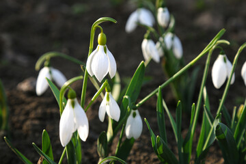 spring snowdrops in nature on the ground