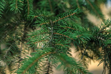spruce branches needles close-up