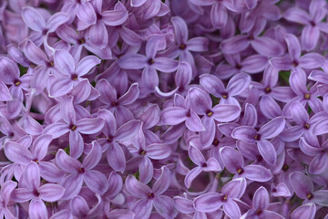 Fototapeta premium Lilac flowers background. Spring floral background with purple, pink, lilac flowers. Texture. Spring bloom. Lilac bush.