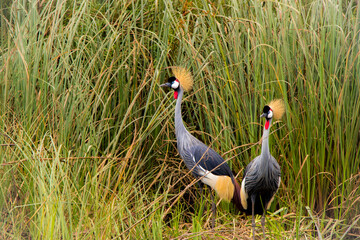 The grey crowned crane (Balearica regulorum)