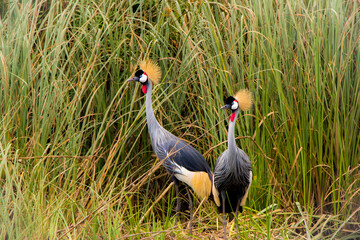 The grey crowned crane (Balearica regulorum)