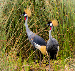 The grey crowned crane (Balearica regulorum)