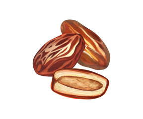 Watercolor dry palm dates fruit. Hand-drawn illustration isolated on white background. Perfect for islamic celebration day ramadan kareem, eid al fitr adha, arabesque design.