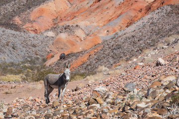 Wild Burro in the desert