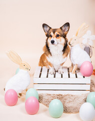 Welsh corgi Pembroke dog easter style picture