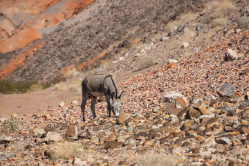 Wild Burro in the desert