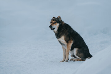 Dog sitting in the snow in winter with funny emotion