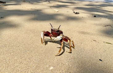 Crab on the beach. Horned ghost crab(Ocypode ceratophthalmus) or horn-eyed ghost crab. It lives in Indo-Pacific region from the coast of East Africa to Philippines, Japan to the Great Barrier Reef