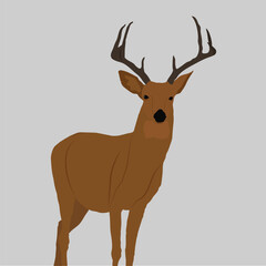 A beautiful deer vector artwork