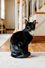 Black cat with white markings sitting in the living room and intensely looking