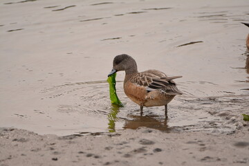 Female American Wigeon Duck