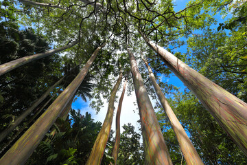 Looking up at the colorful trunks and canopy of rainbow Eucalyptus trees , Eucalyptus deglupta,...