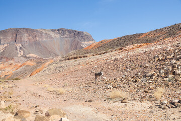 Wild Burro in the desert