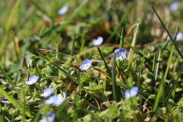 Veronica, fleurs bleues de printemps. Corrèze, France © Aurelie