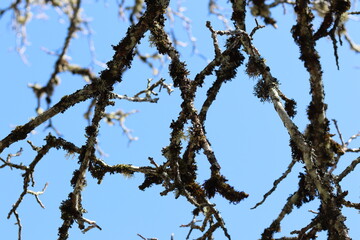 Branches nues de noyer avec lichen. Ciel bleu. Corrèze, France.