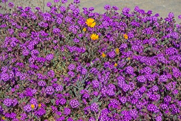Although it may seem counterintuitive to head to the desert to look for flowers, parts of Anza Borrego Desert State Park had beautiful patches of wildflowers amid the harsh Colorado Desert landscape.