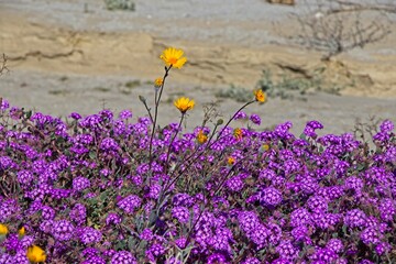 Although it may seem counterintuitive to head to the desert to look for flowers, parts of Anza Borrego Desert State Park had beautiful patches of wildflowers amid the harsh Colorado Desert landscape.