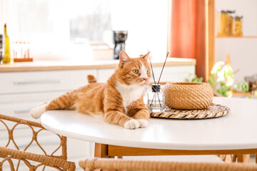 Cute red cat lying on dining table in kitchen