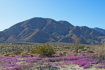 Fototapeta na wymiar Although it may seem counterintuitive to head to the desert to look for flowers, parts of Anza Borrego Desert State Park had beautiful patches of wildflowers amid the harsh Colorado Desert landscape.