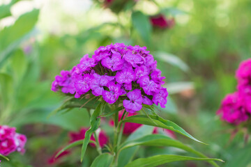Fototapeta premium Purple flowers of Sweet william ,Dianthus barbatus, on a blurred green background. Turkish carnations ,Caryophyllaceae Family.Selective focus