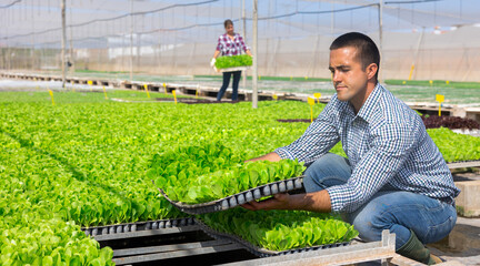 Man farmer holding trays for seedling in glasshouse. Woman worker carrying box with sprouts in...