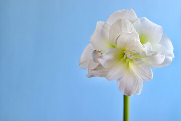 Obraz premium A white amaryllis in front of a blue background 