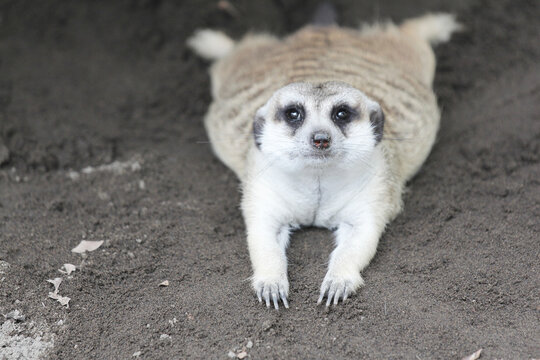 A merkat (Suricata suricatta) lying on the ground.